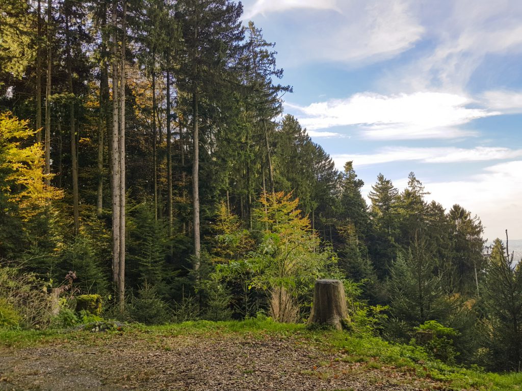 Forstwirtschaft Buechberg Wangen SZ