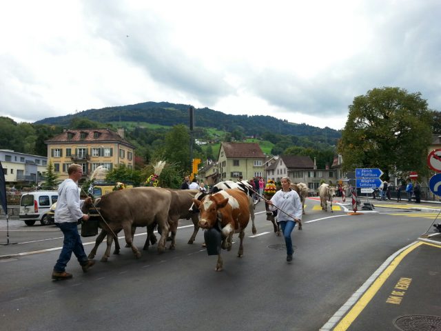 Alpabzug Brüschalp 2015 Siebnen