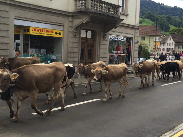 Alpabzug Brüschalp 2015 Siebnen