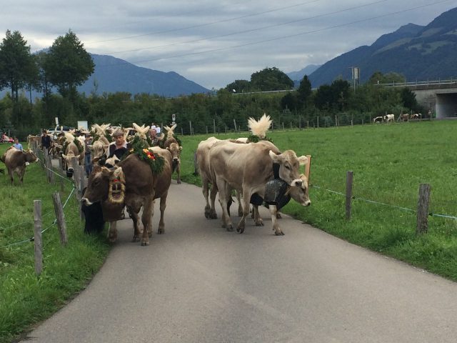 Alpabzug Brüschalp 2015 Allmeind Wangen