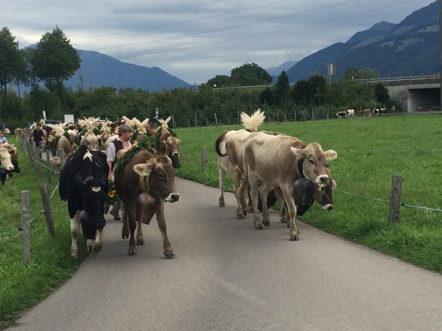 Alpabzug Brüschalp 2015 Allmeind Wangen