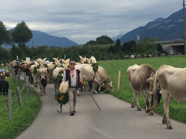 Alpabzug Brüschalp 2015 Allmeind Wangen