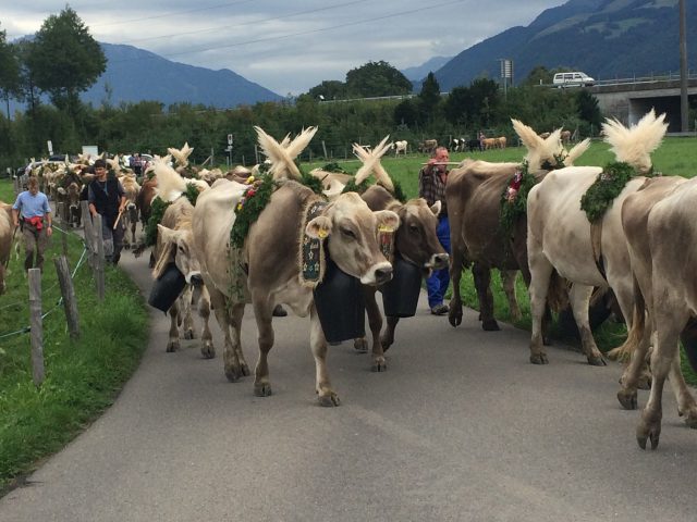 Alpabzug Brüschalp 2015 Allmeind Wangen