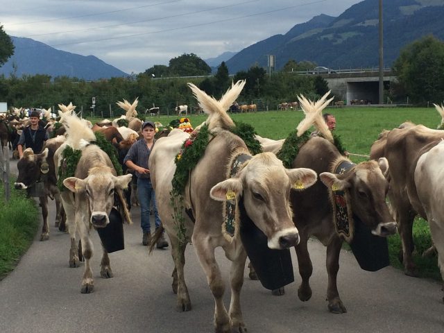 Alpabzug Brüschalp 2015 Allmeind Wangen