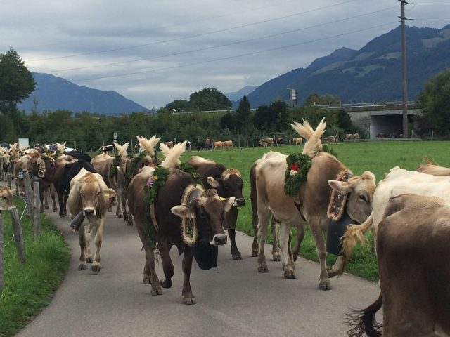 Alpabzug Brüschalp 2015 Allmeind Wangen