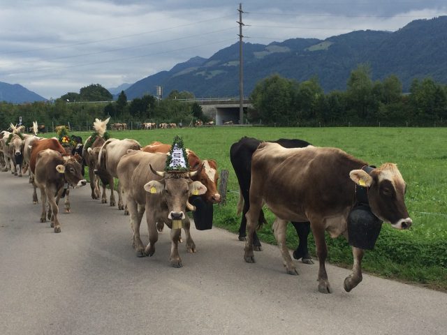 Alpabzug Brüschalp 2015 Allmeind Wangen