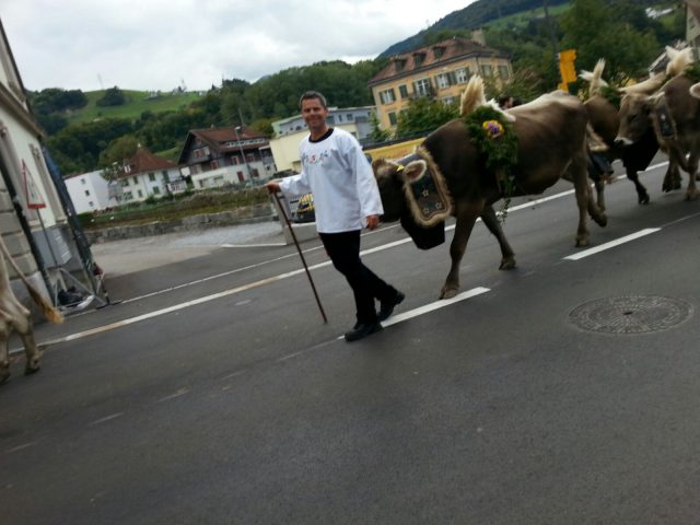 Alpabzug Brüschalp 2015 Allmeind Wangen