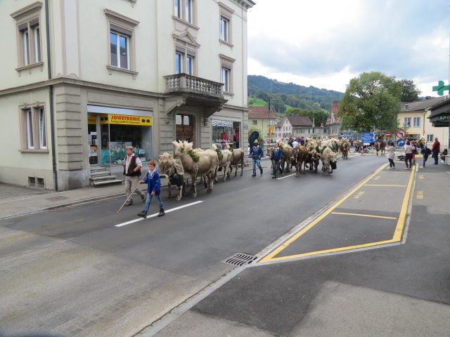 Alpabzug Brüschalp 2015 Siebnen