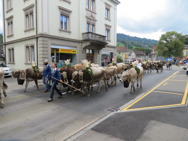 Alpabzug Brüschalp 2015 Siebnen