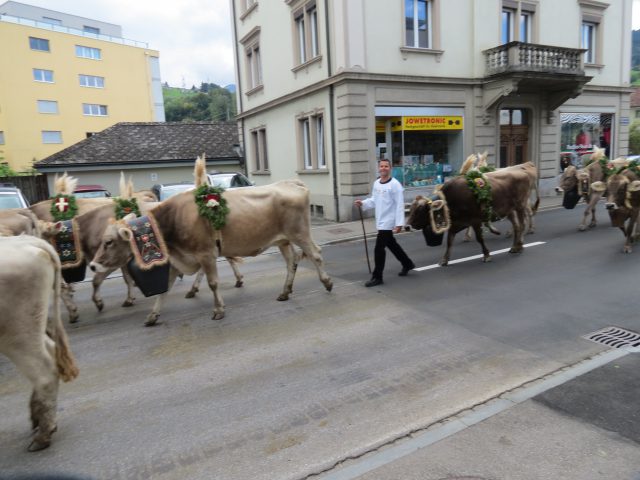 Alpabzug Brüschalp 2015 Siebnen