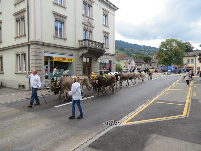 Alpabzug Brüschalp 2015 Siebnen