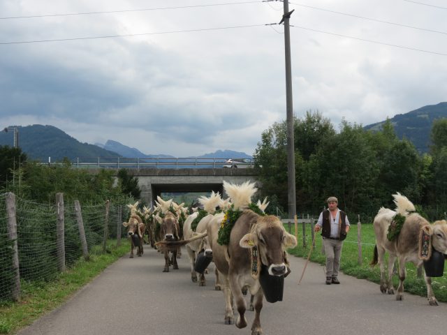 Alpabzug Brüschalp 2015 Allmeind Wangen