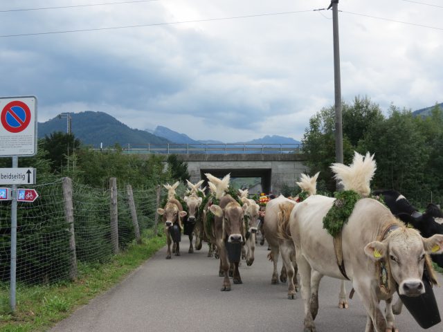 Alpabzug Brüschalp 2015 Allmeind Wangen