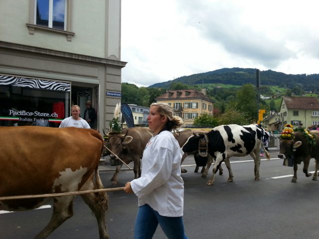 Alpabzug Brüschalp 2015 Siebnen