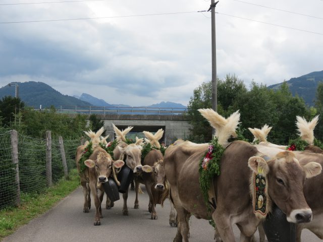 Alpabzug Brüschalp 2015 Allmeind Wangen