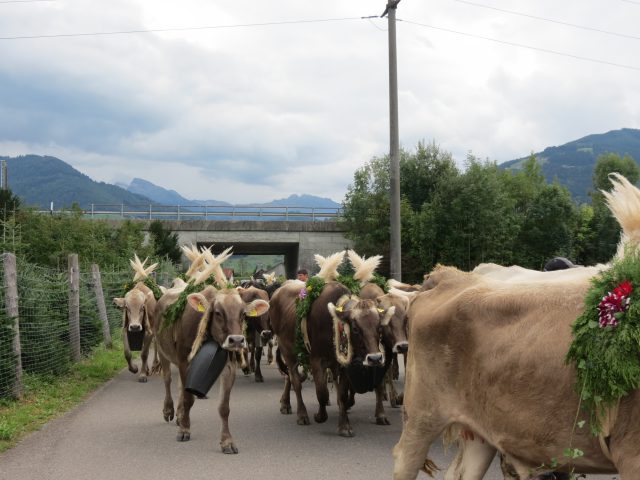 Alpabzug Brüschalp 2015 Allmeind Wangen