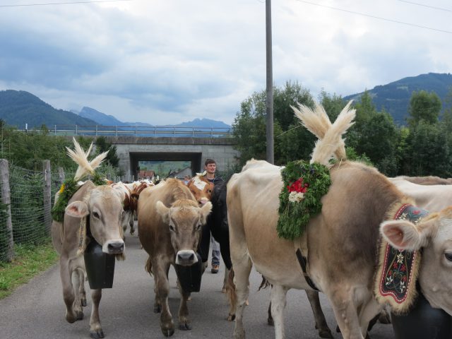 Alpabzug Brüschalp 2015 Allmeind Wangen