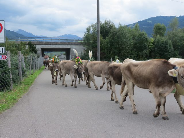 Alpabzug Brüschalp 2015 Allmeind Wangen