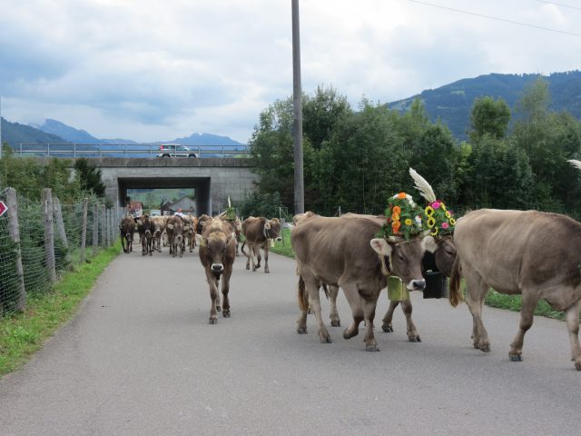 Alpabzug Brüschalp 2015 Allmeind Wangen