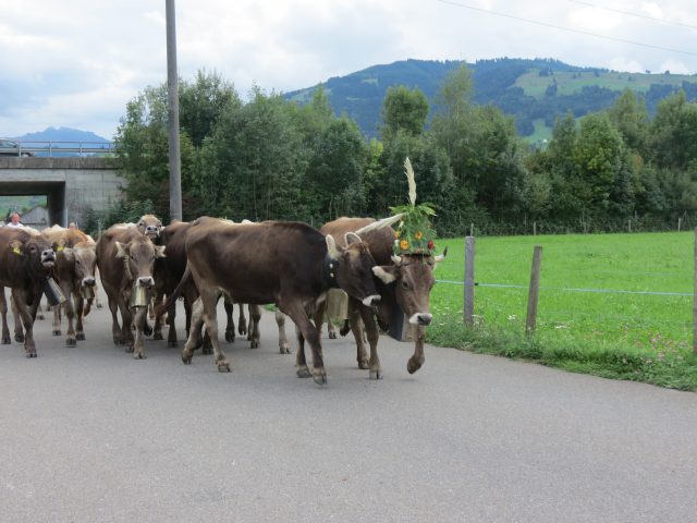 Alpabzug Brüschalp 2015 Allmeind Wangen