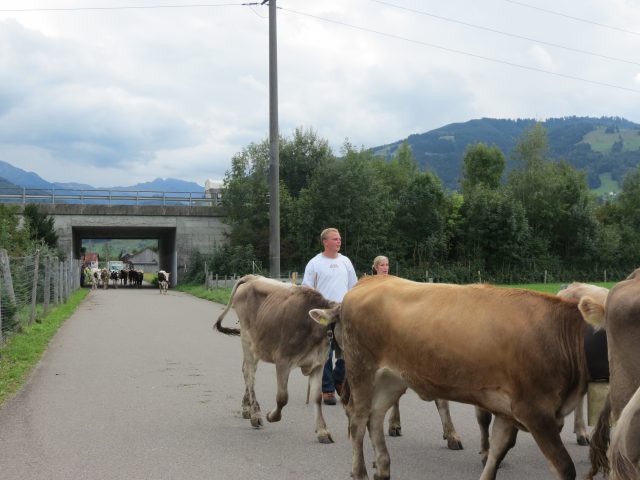 Alpabzug Brüschalp 2015 Allmeind Wangen