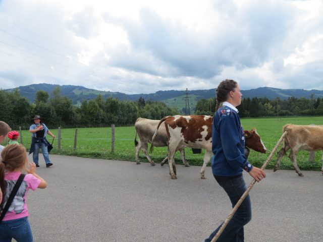 Alpabzug Brüschalp 2015 Allmeind Wangen