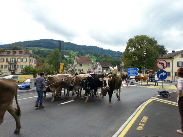 Alpabzug Brüschalp 2015 Allmeind Wangen