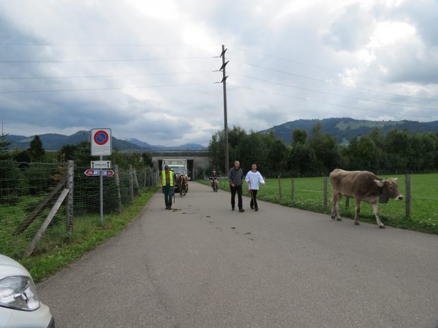 Alpabzug Brüschalp 2015 Allmeind Wangen