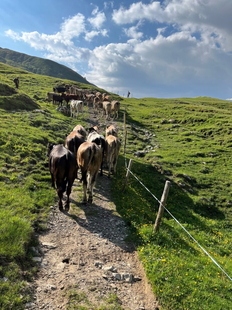 Viehauftrieb Brüschalp vom 15.06.2023
